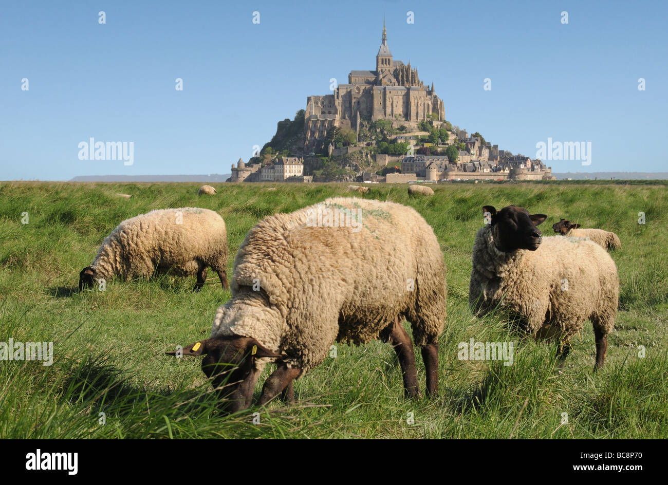 Des moutons paissant en face du Mont St Michel Banque D'Images