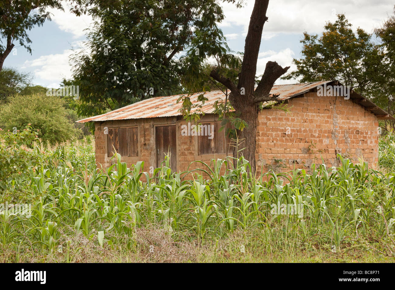 Maison de brique de boue entouré par une récolte de maïs. Kikwe District Arumeru Village Arusha Tanzania Banque D'Images