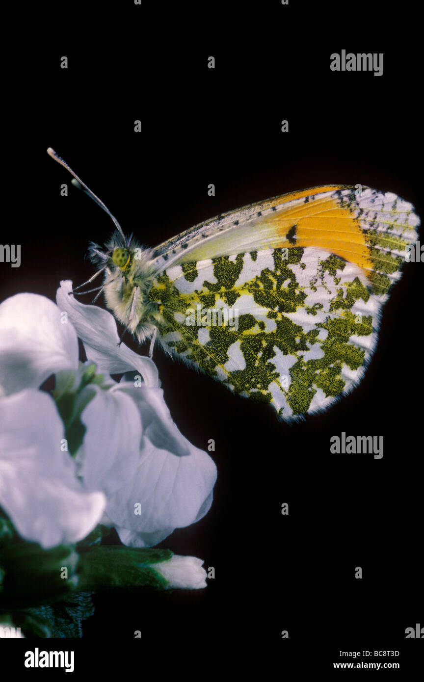 Papillon sur une fleur Banque D'Images