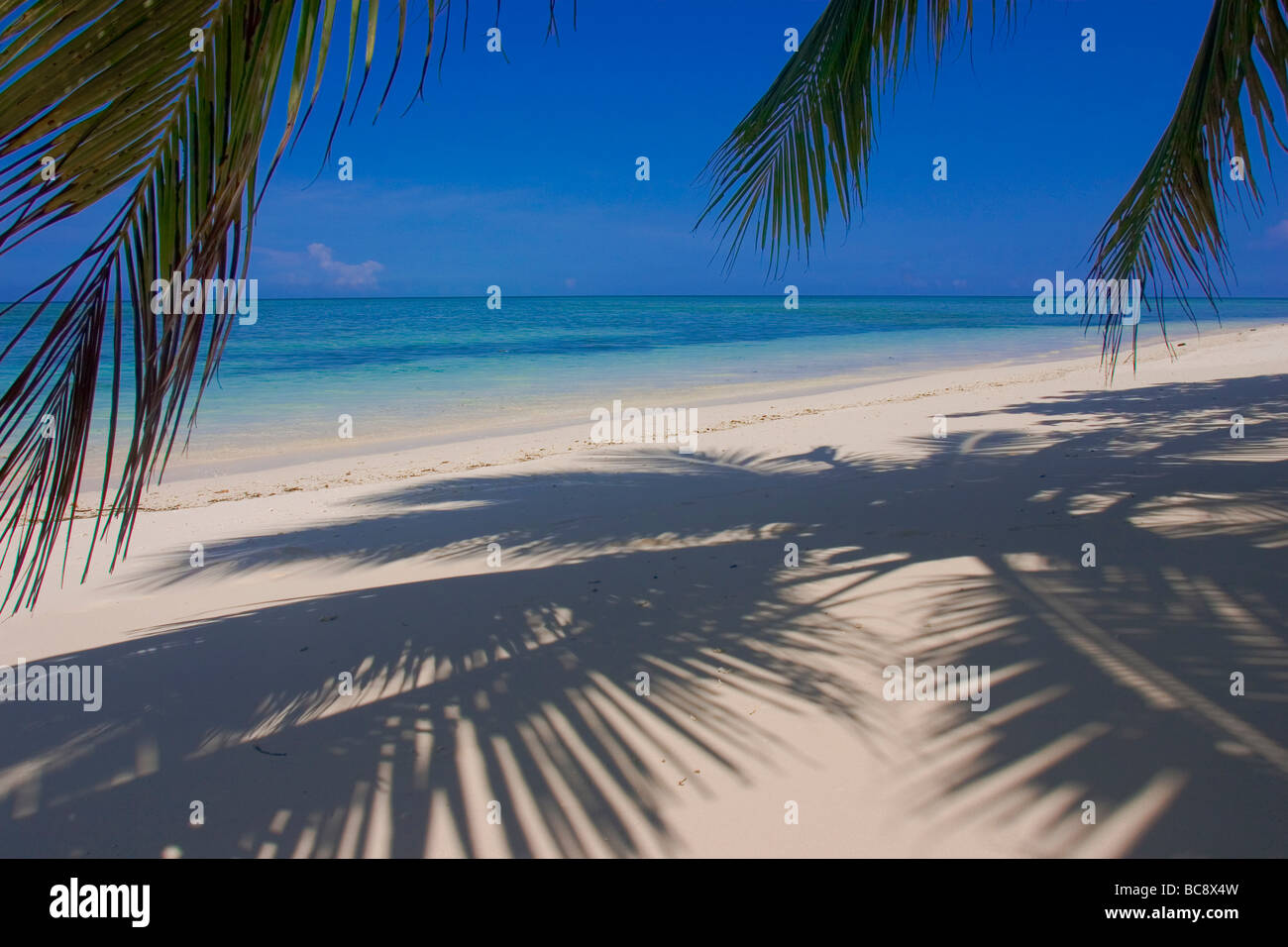 Plage de sable blanc déserte bordée de palmiers sur Pulau Sipadan. Banque D'Images