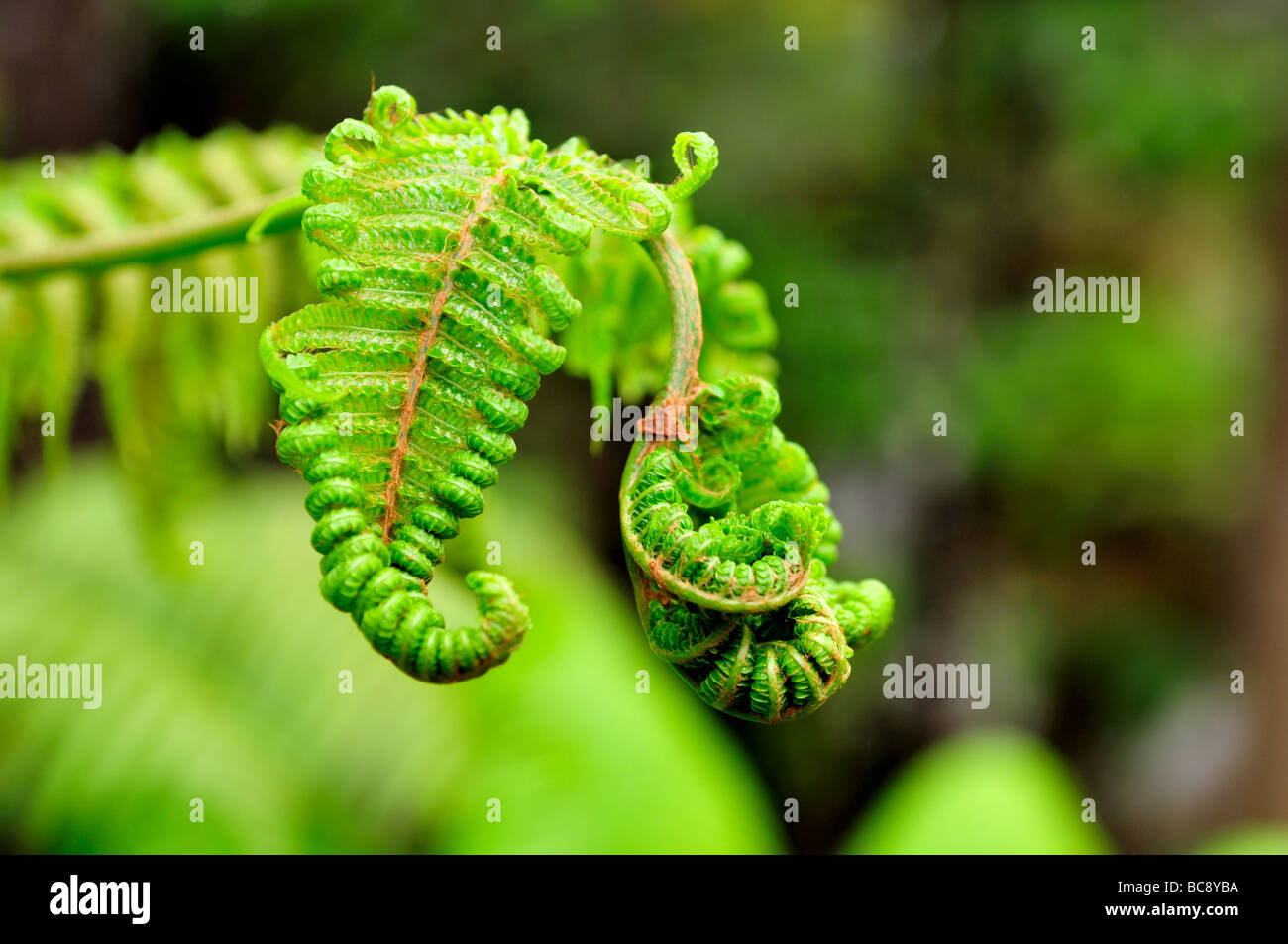 Une nouvelle croissance des feuilles de fougère, Hawaii, USA. Banque D'Images