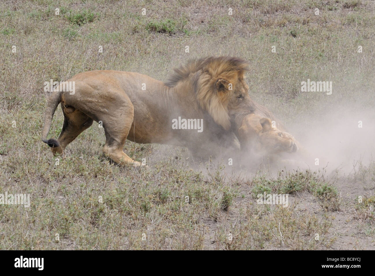 Stock photo d'un grand mâle attaquant et tuant un lion cub, Ndutu, Tanzanie, février 2009. Banque D'Images