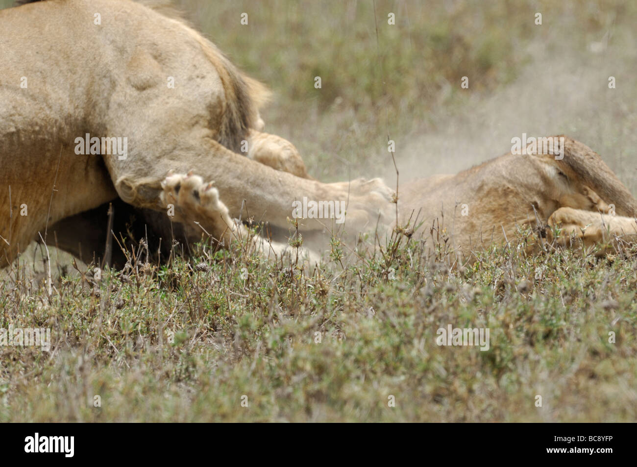 Stock photo d'un grand mâle attaquant et tuant un lion cub, Ndutu, Tanzanie, février 2009. Banque D'Images