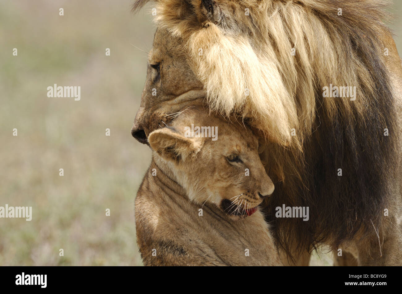 Stock photo d'un grand mâle attaquant et tuant un lion cub, Ndutu, Tanzanie, février 2009. Banque D'Images