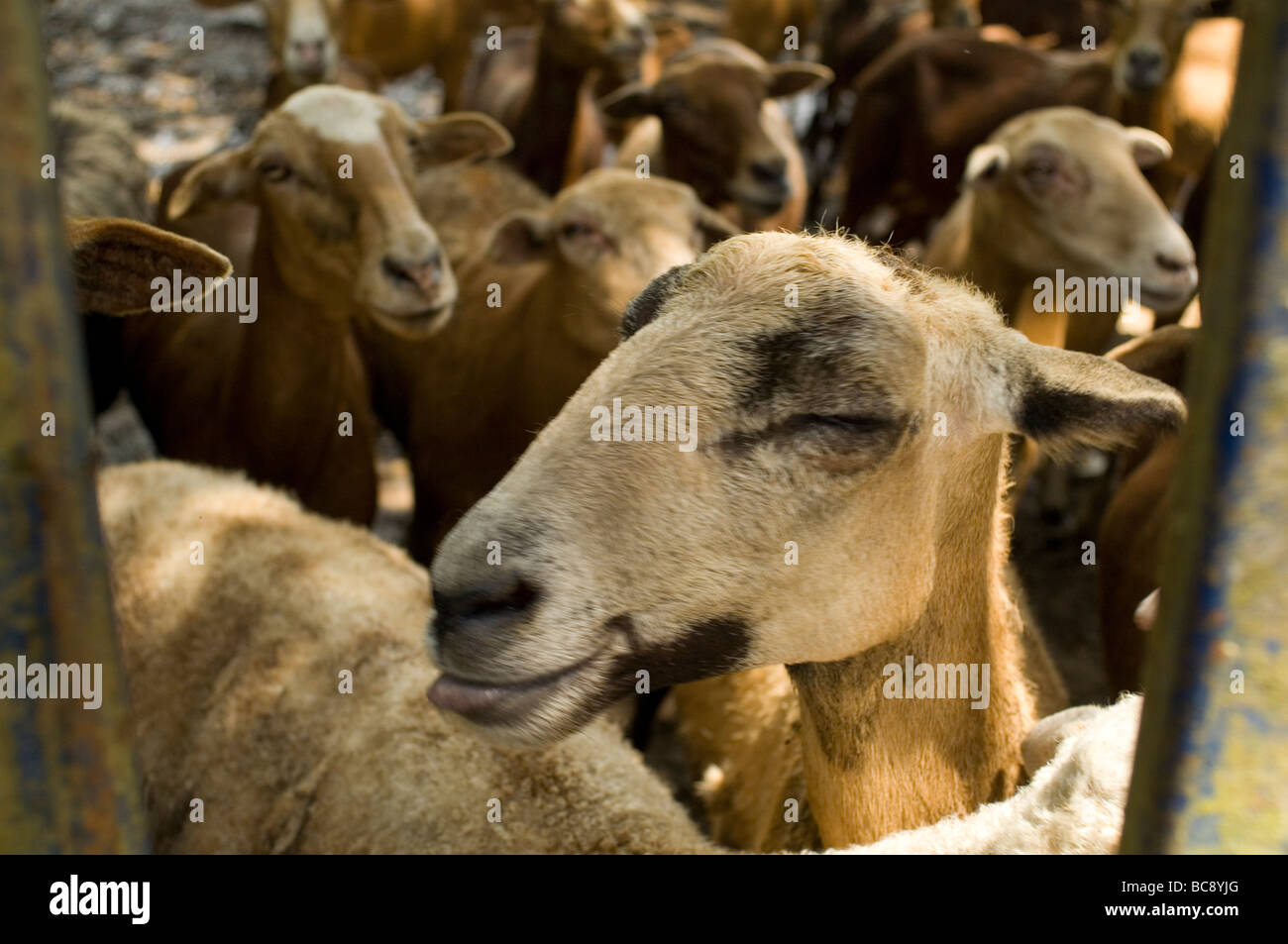 Le mouton domestique (Ovis aries) sont des mammifères quadrupède ruminant, généralement conservés comme du bétail. Comme tous les ruminants, les moutons sont membres Banque D'Images