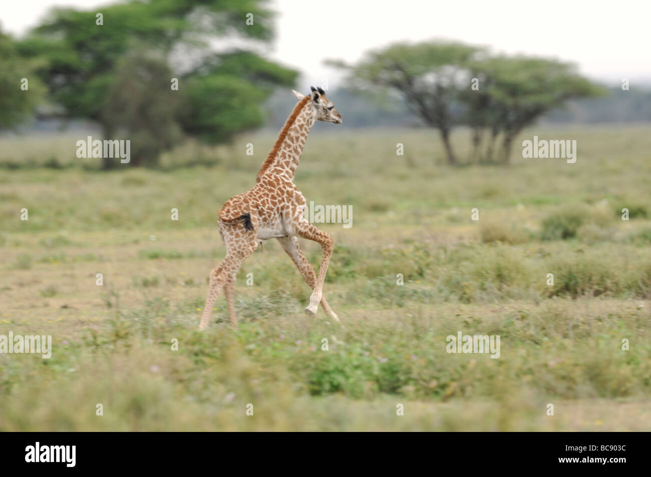 Stock photo d'une girafe veau tournant, forestiers, de la Tanzanie, Ndutu 2009. Banque D'Images