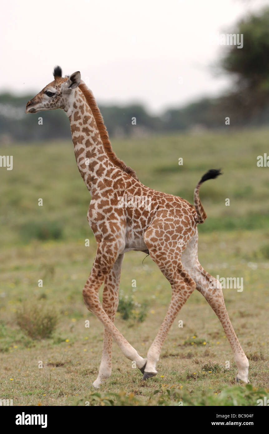 Stock photo d'une girafe veau tournant, forestiers, de la Tanzanie, Ndutu 2009. Banque D'Images