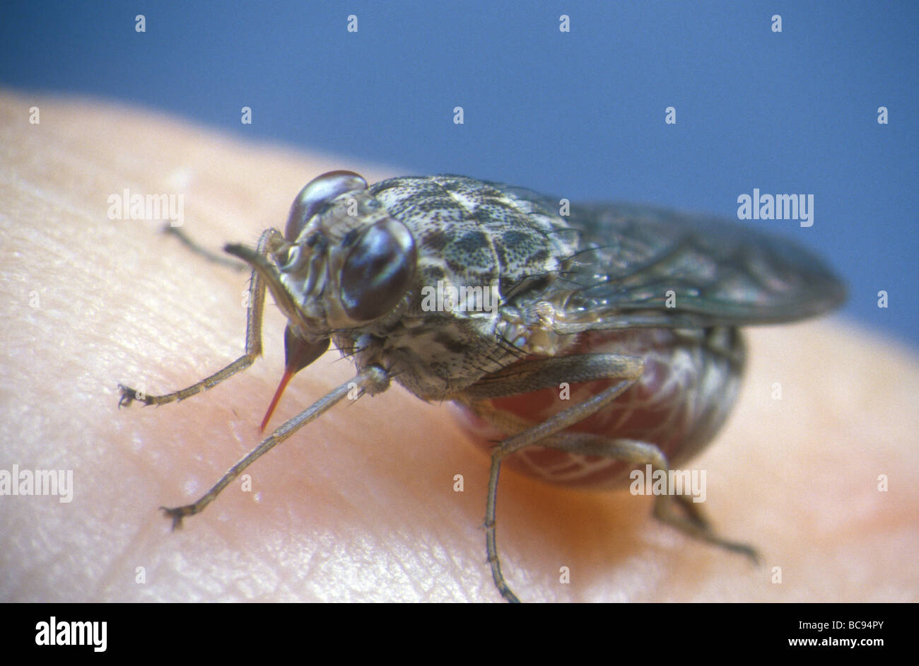 La mouche tsé-tsé, Glossina - nourrir de sang humain. Tsetses sont responsables de la transmission de plusieurs maladies humaines tropicales. Banque D'Images