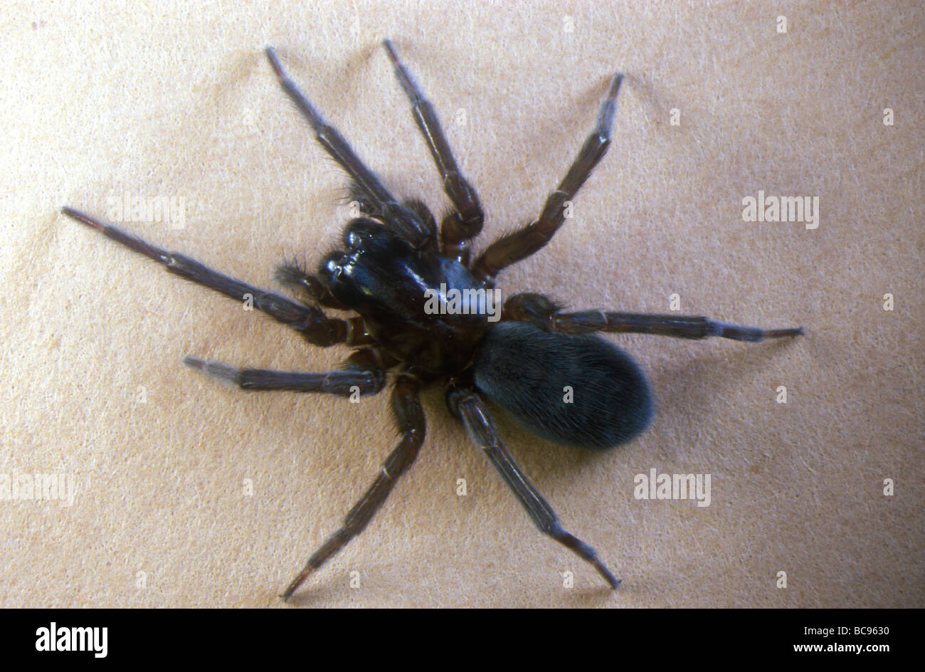 Spider, Amaurobius ferox Banque D'Images
