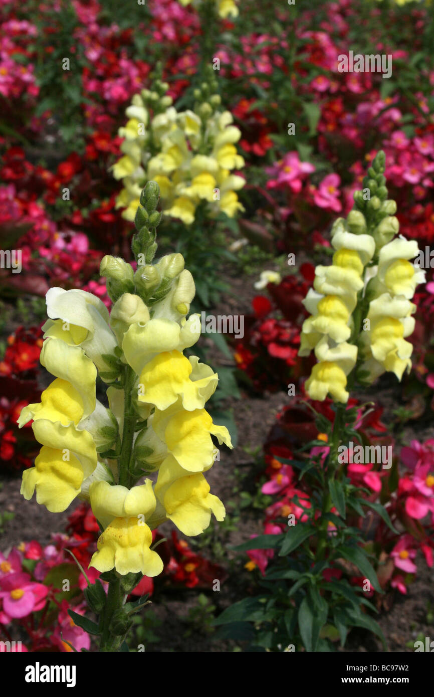 Garden Snapdragon Antirrhinum majus fleurs prises sur le Zoo de Chester, England, UK Banque D'Images