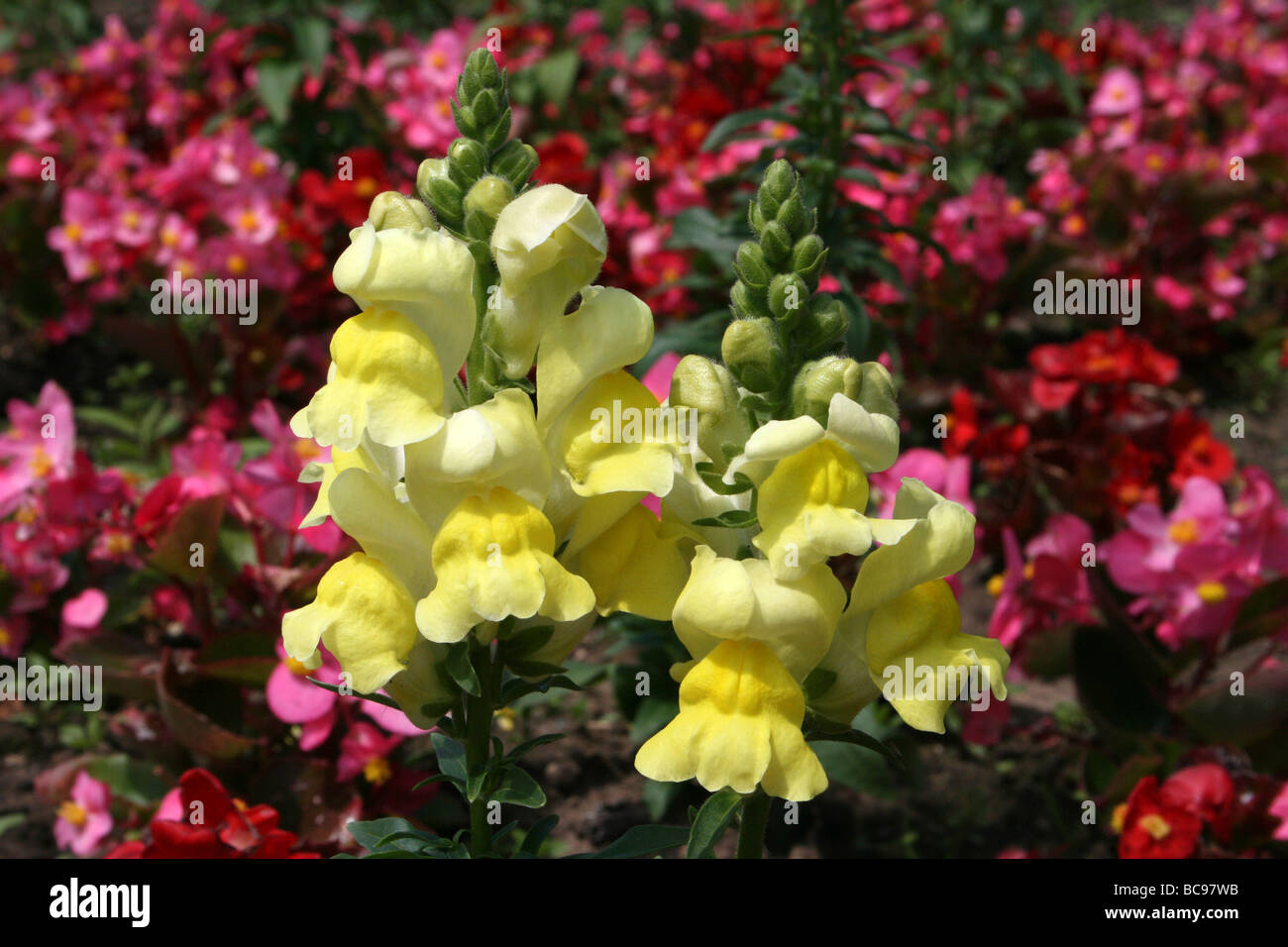 Garden Snapdragon Antirrhinum majus fleurs prises sur le Zoo de Chester, England, UK Banque D'Images