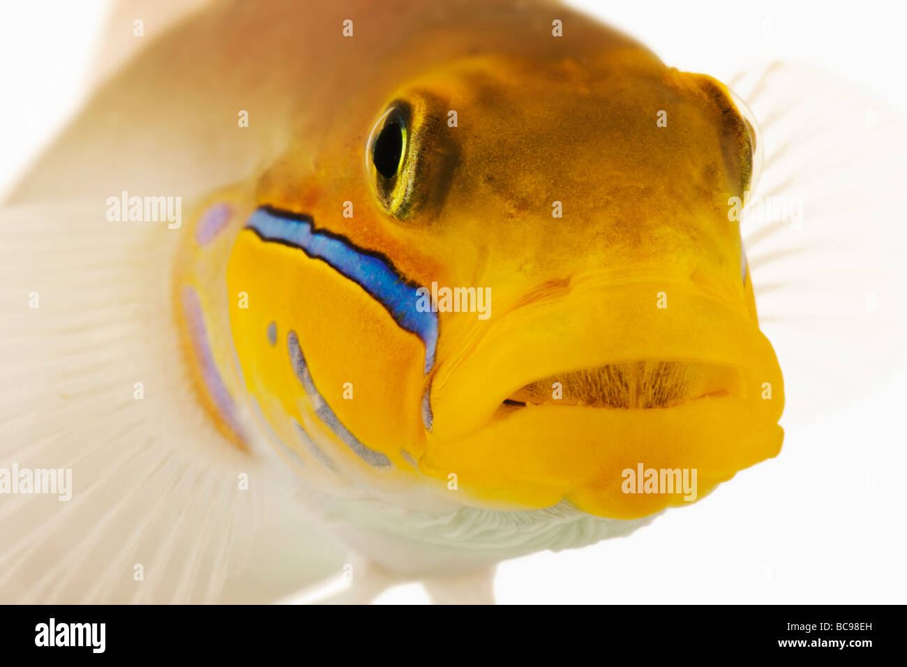 La tête d'or de poissons marins gobie également connu sous le nom de tête d'or Sleeper Goby Blueband Goby Pennant Glider Jolie Crevette indo-pacifique Distr Banque D'Images