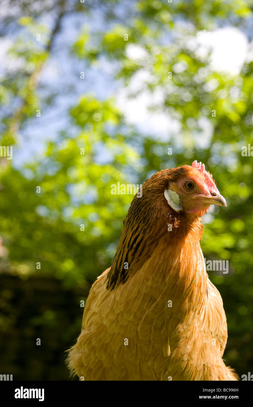 Une Poule dans un enclos gazonnés Banque D'Images