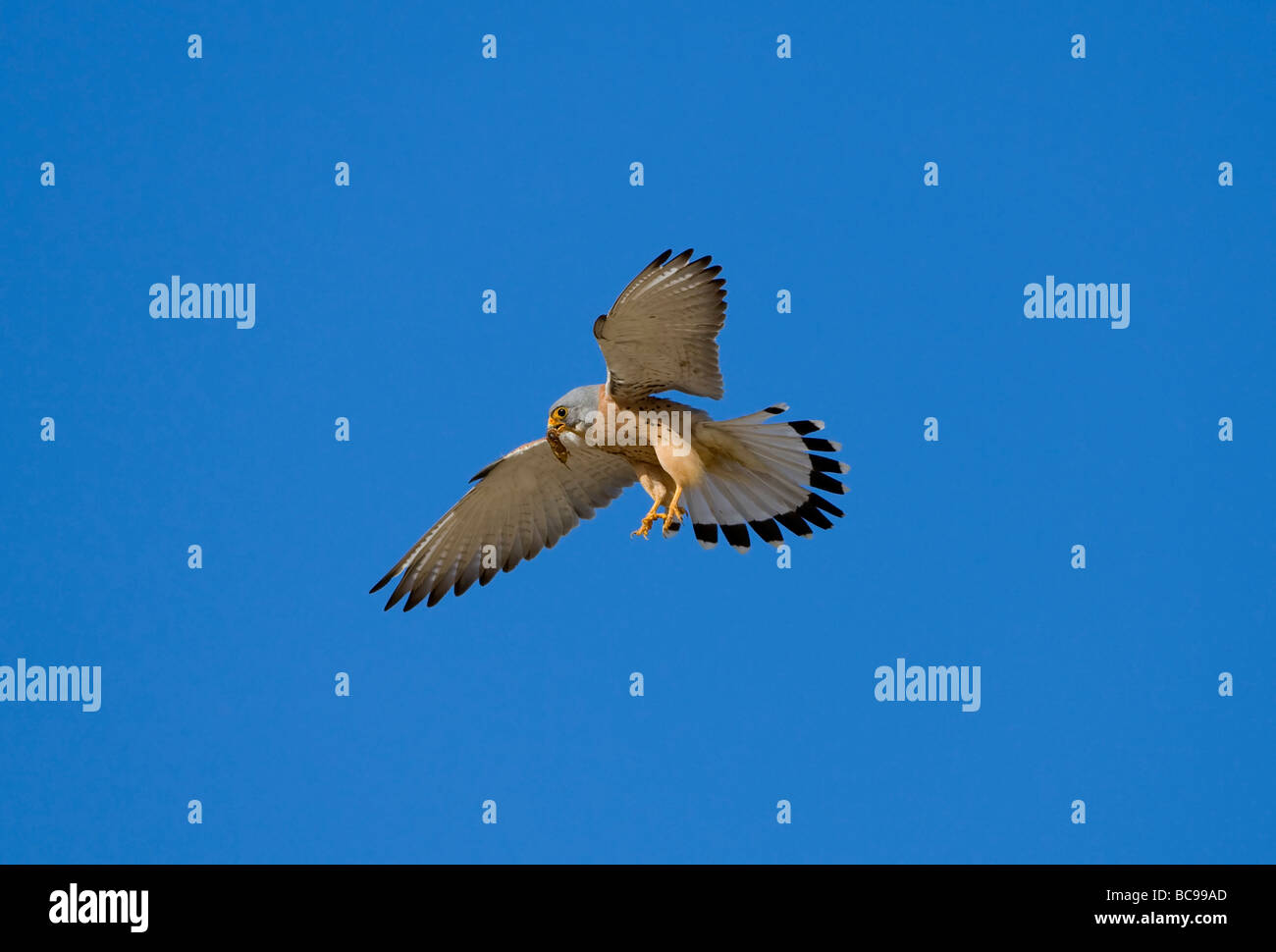 Mâle adulte Faucon crécerellette Falco naumanni en vol transportant de la nourriture à femelle sur son nid Estrémadure Espagne Avril Banque D'Images