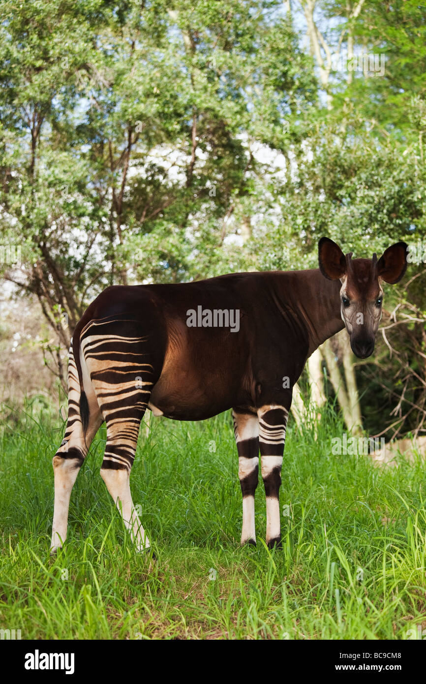 Okapi mammifère Herbivorious avec marques inhabituelles Les espèces phares de la forêt de l'Ituri en République démocratique du Congo Banque D'Images