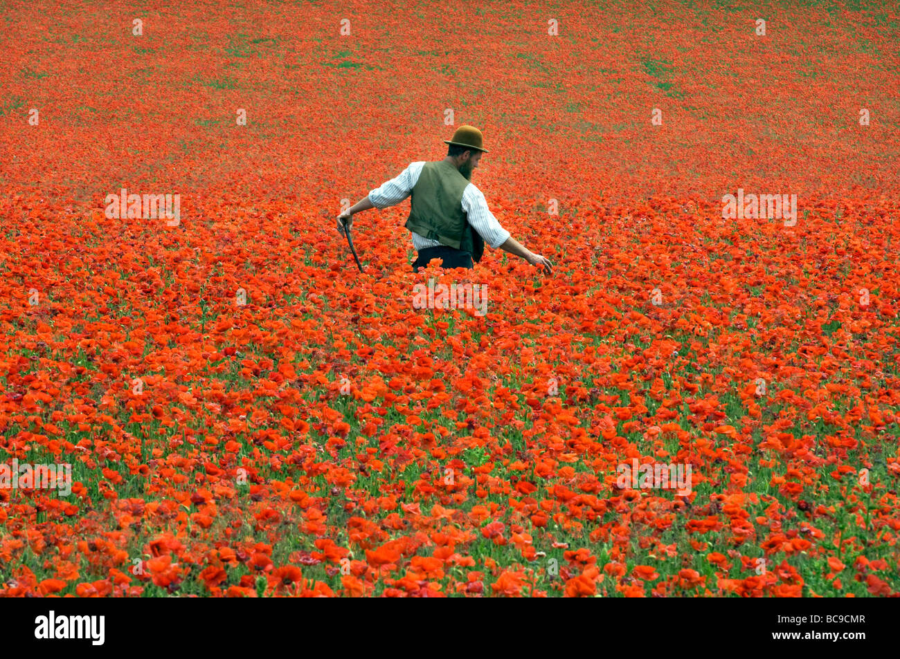 Un agriculteur dans un champ de coquelicots sur les South Downs dans le Sussex en Angleterre. Les fleurs sont d'un éclaboussement de scarlet par une chaude journée de juin. Banque D'Images