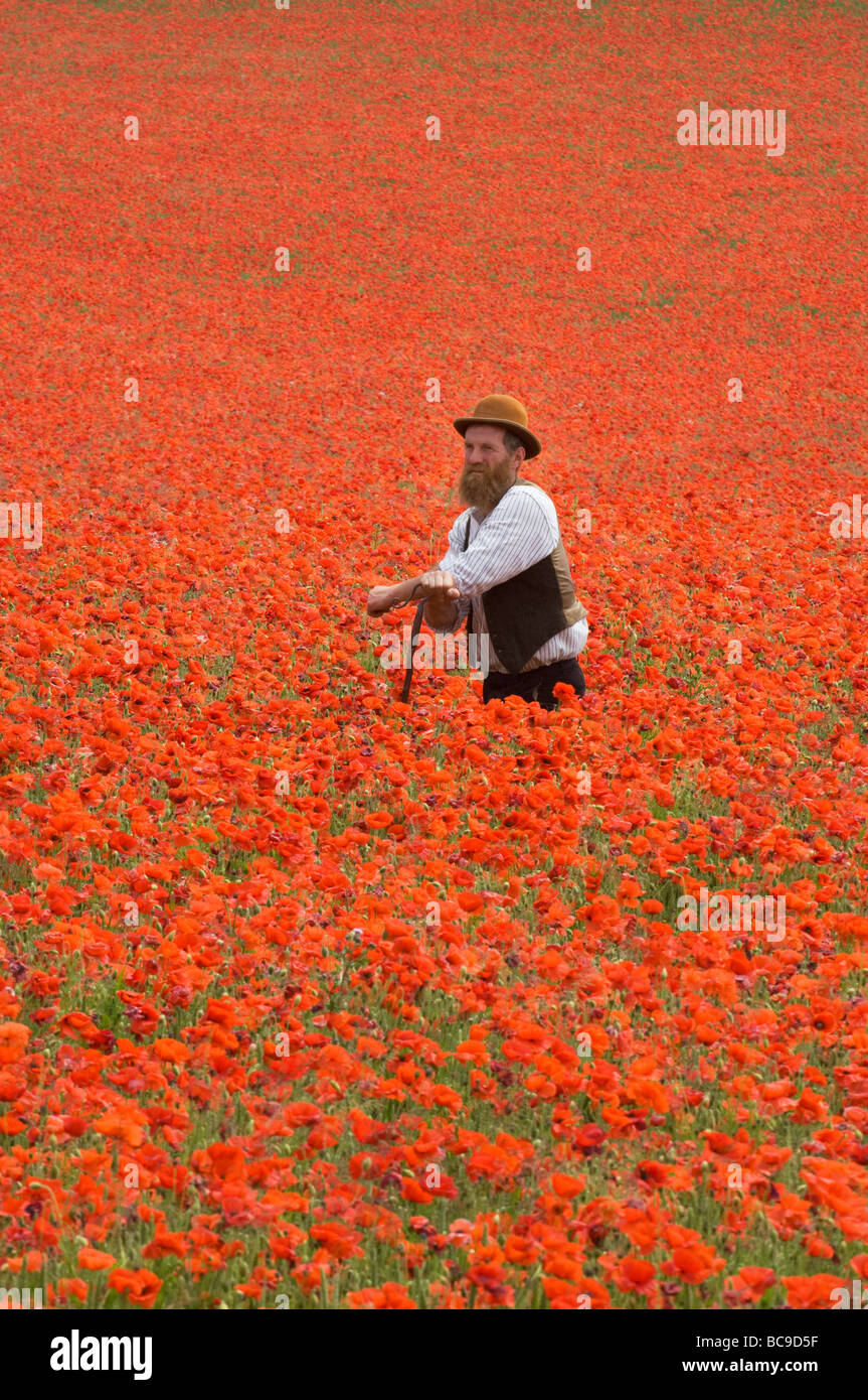 Un agriculteur dans un champ de coquelicots sur les South Downs dans le Sussex en Angleterre. Les fleurs sont d'un éclaboussement de scarlet par une chaude journée de juin. Banque D'Images