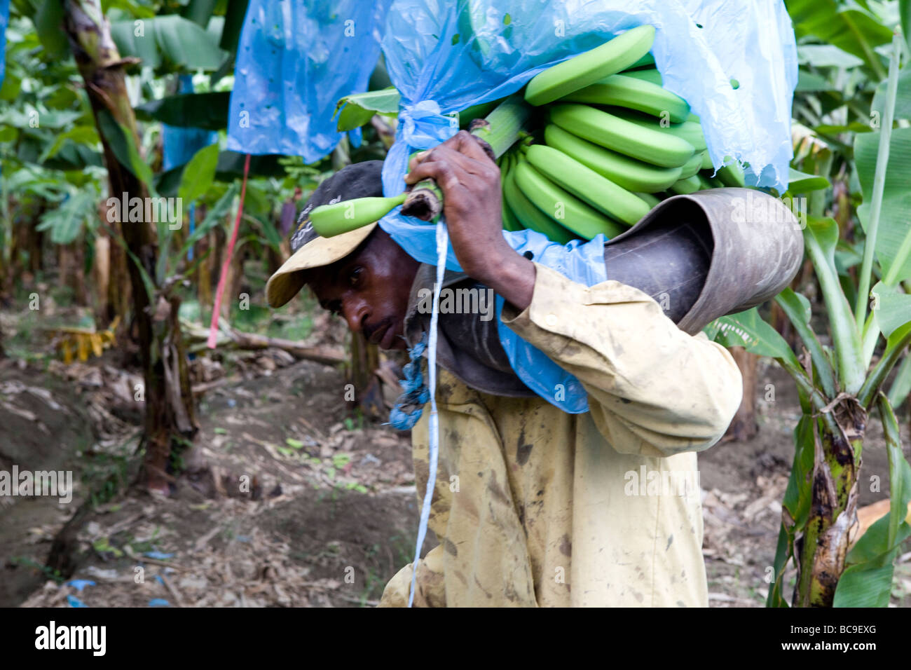 La banane du commerce équitable agriculteur, République Dominicaine Banque D'Images