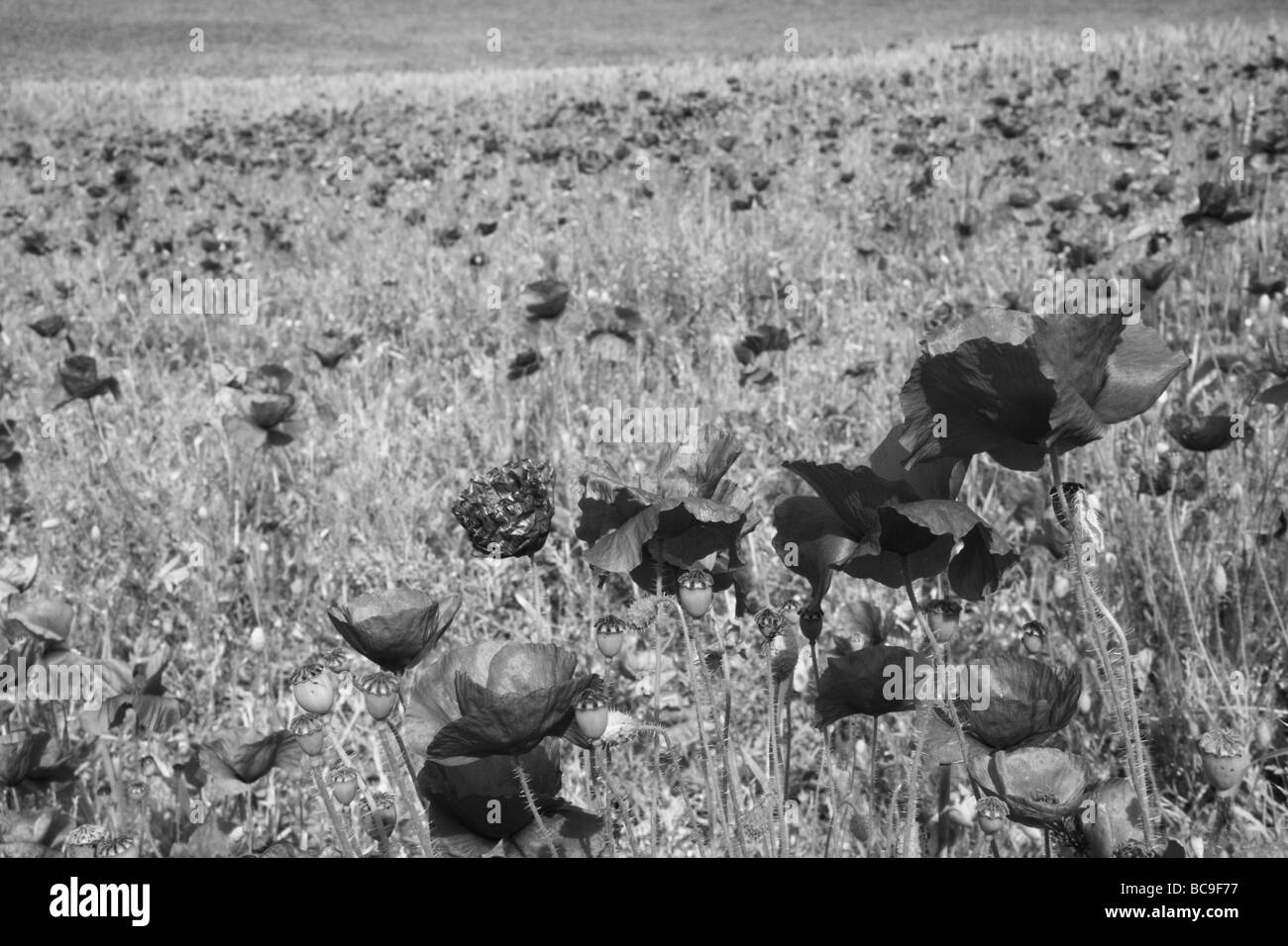 Champ de coquelicots près de Brighton Banque D'Images