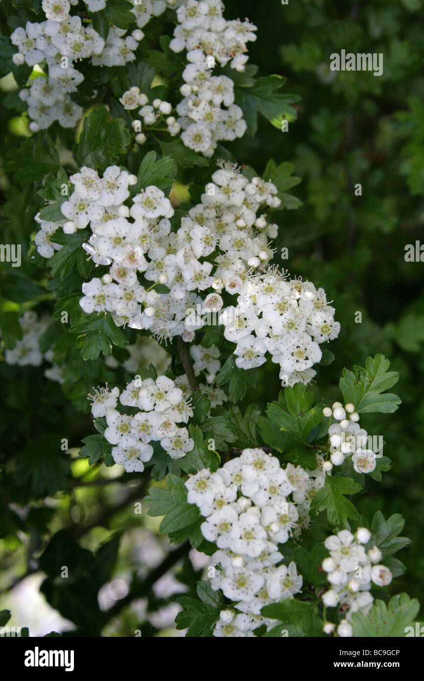 Arbre dans la fleur d'aubépine commune, Crataegus monogyna, Rosaceae Banque D'Images