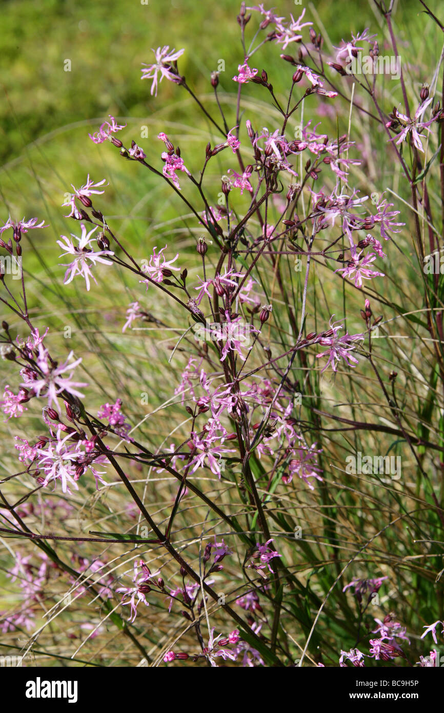 Robin Lychnis flos-cucucuculi Caryophyllaceae déchiqueté. ROYAUME-UNI Banque D'Images