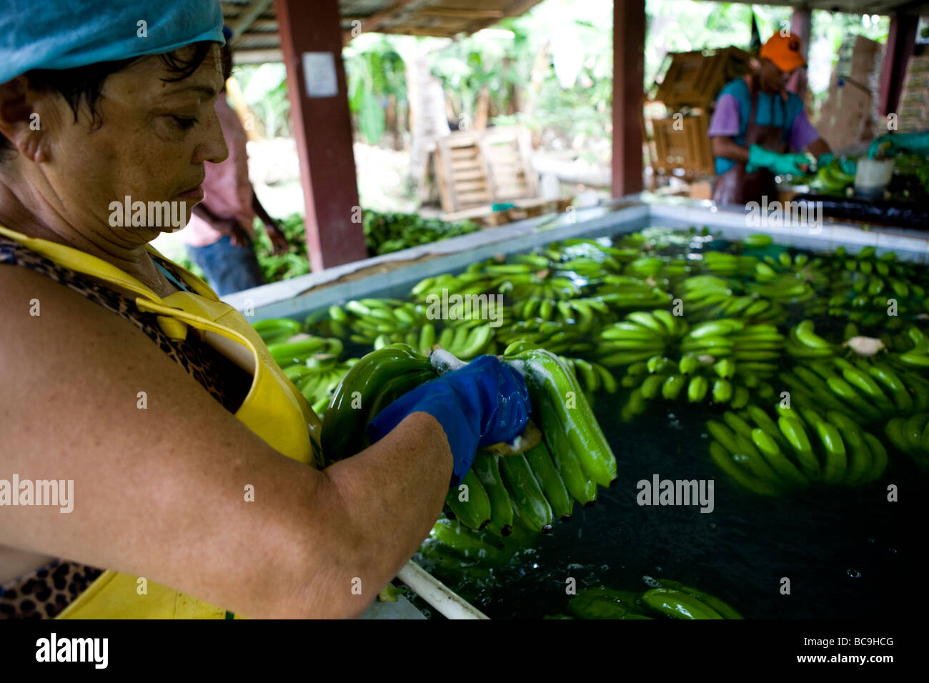 Les bananes du commerce équitable, la République Dominicaine Banque D'Images