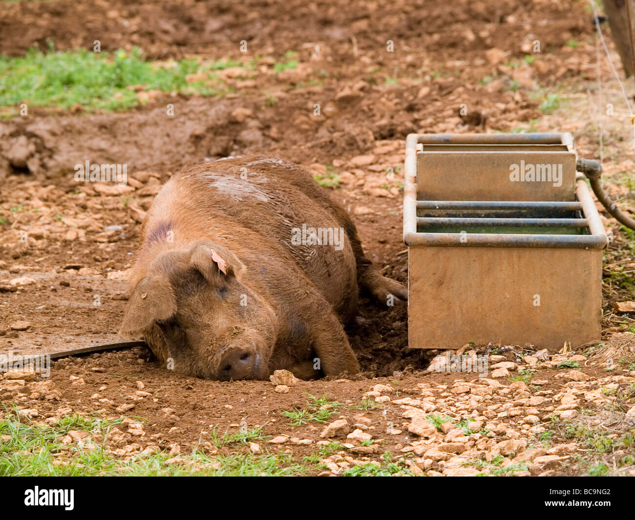 Sow pig abreuvoir en repos Banque D'Images