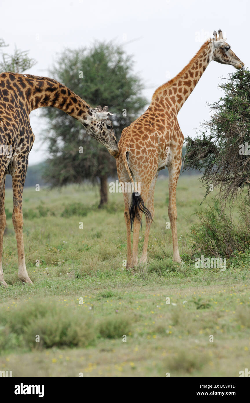 Stock photo d'une girafe mangeant un acacia, avec un mâle girafe affichant un comportement de reproduction, la Tanzanie, Ndutu, 2009. Banque D'Images