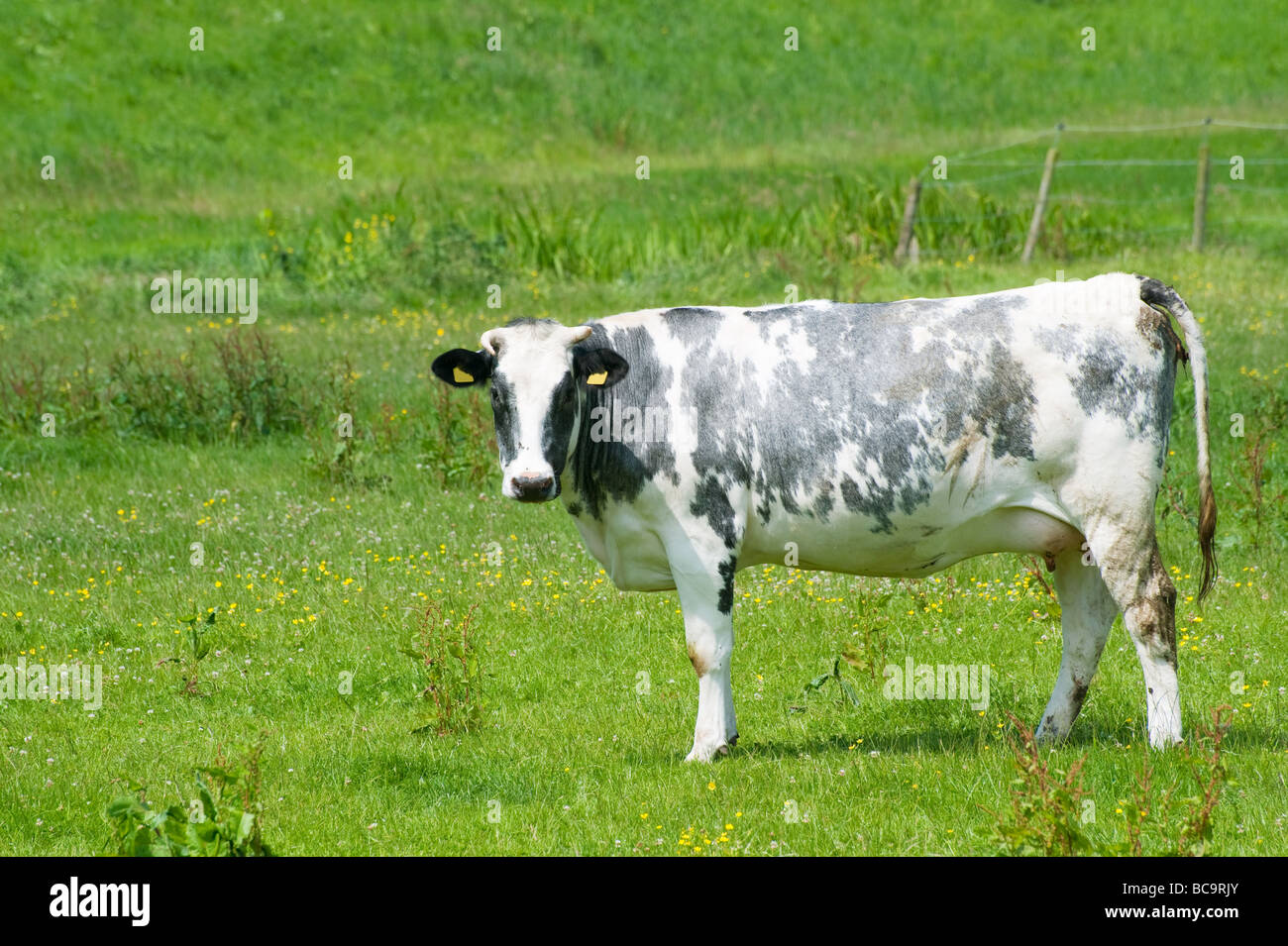 Vache noire et blanche dans les champs d'herbe néerlandais Banque D'Images