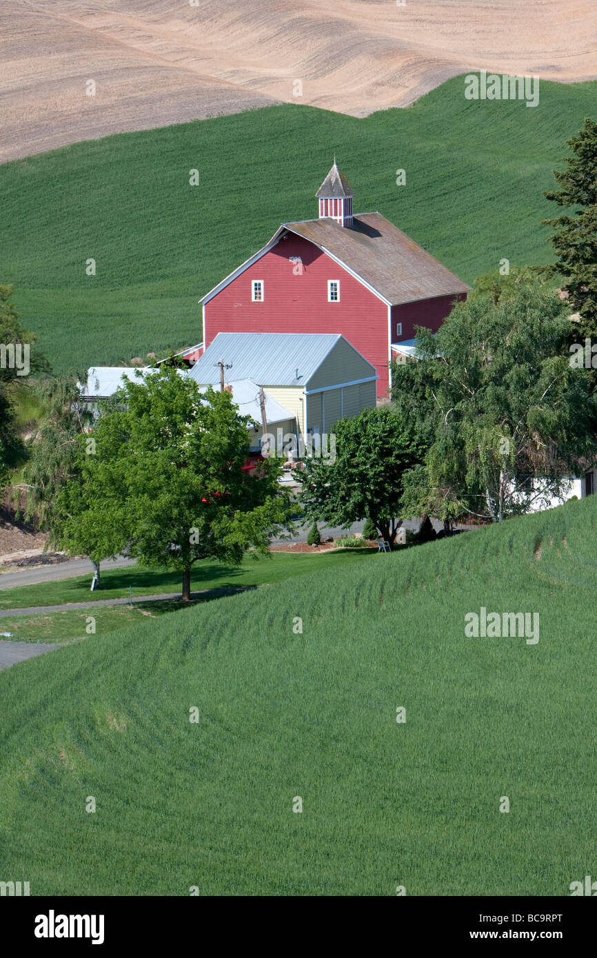 Whitman Comté, pays palousienne, le sud-est de l'État de Washington. Grange rouge, arbres, champs de blé, des collines. Banque D'Images