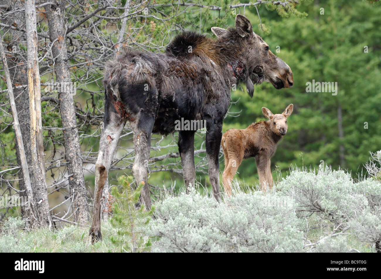 Stock photo d'une vache et d'orignal. L'orignal est blessés d'une attaque récente par les loups. Le Parc National de Yellowstone, 2009. Banque D'Images