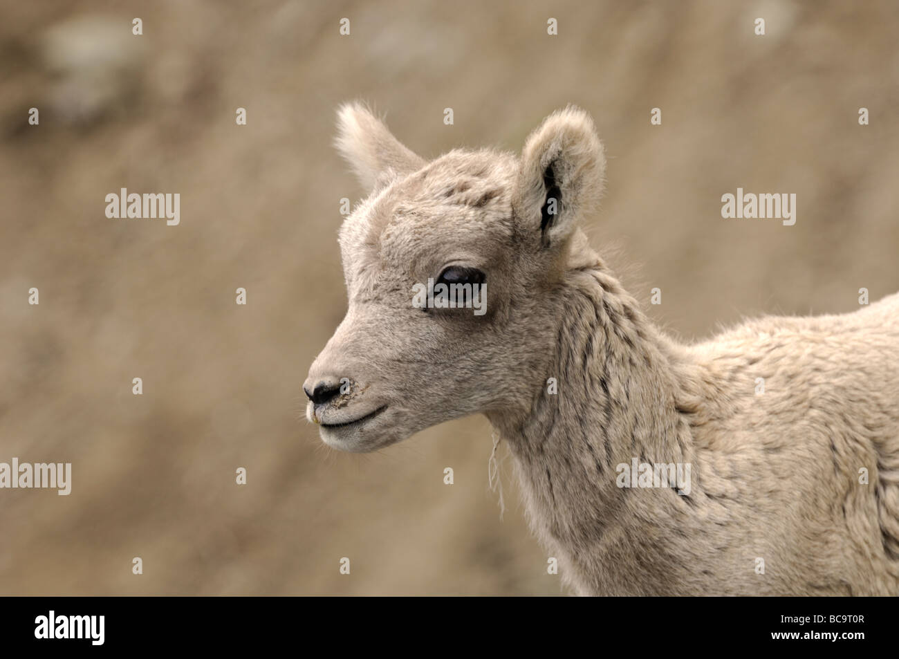 Stock photo libre de droit d'un mouflon d'agneau, le Parc National de Yellowstone, juin 2009. Banque D'Images