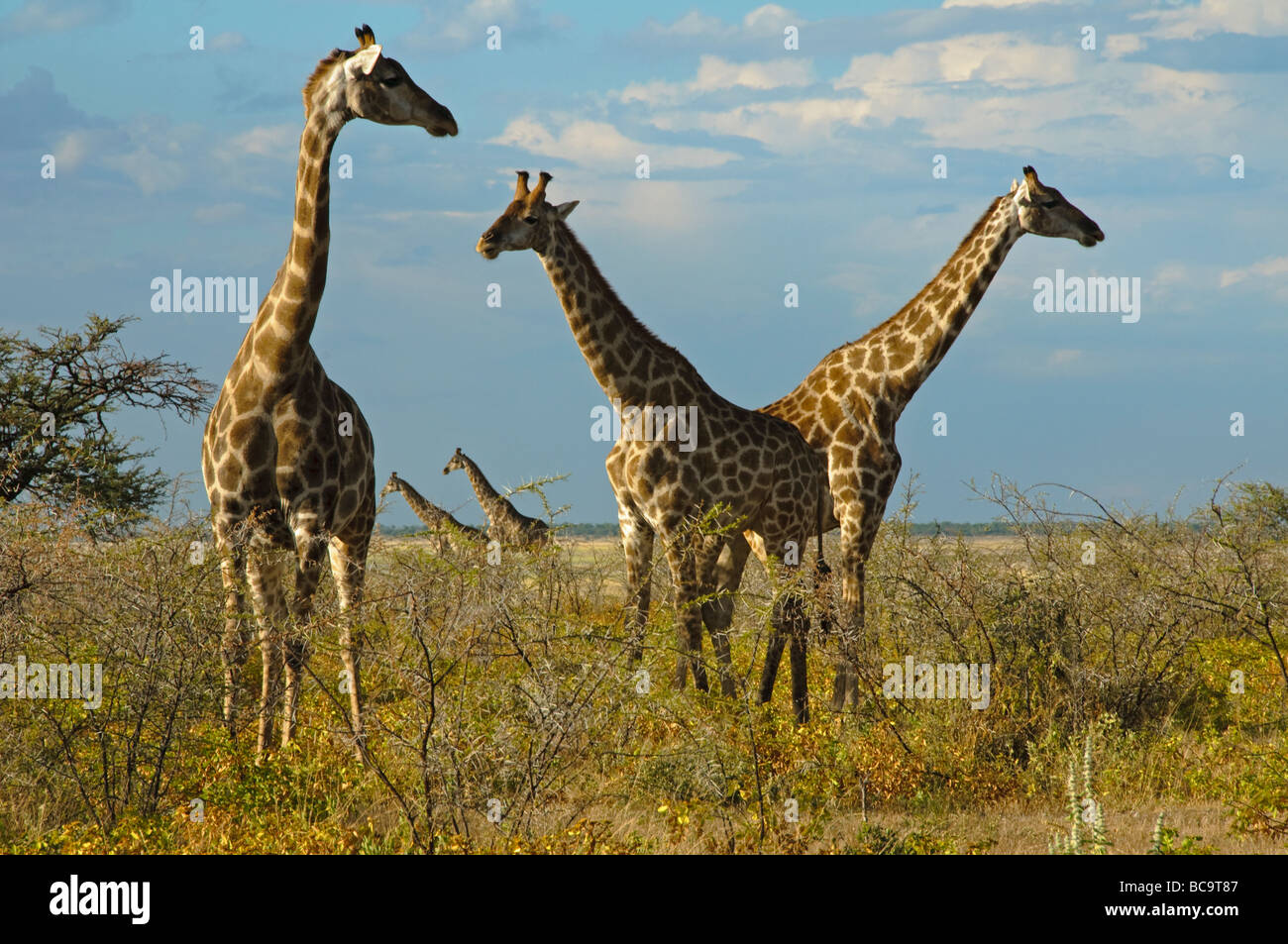 Les Girafes (Giraffa camelopardalis) dans le parc national d'Etosha en Namibie Banque D'Images