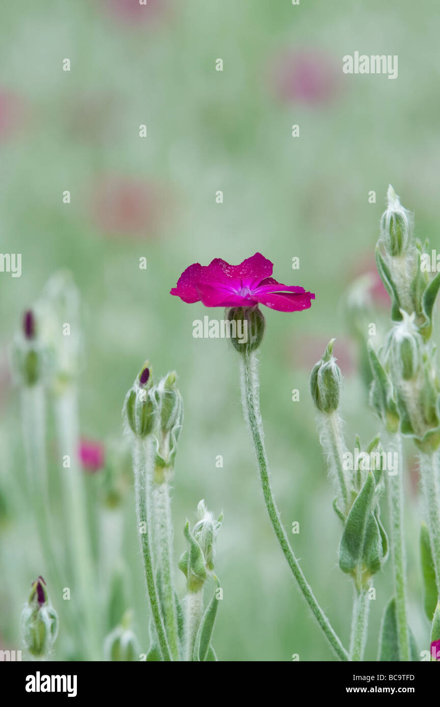 Lychnis coronaria. Fleurs rose campion Banque D'Images