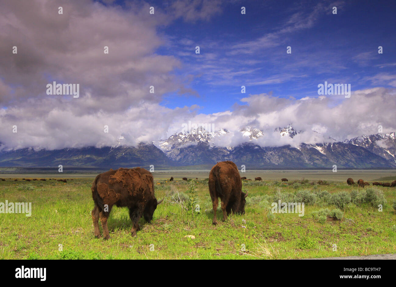 Le pâturage des bisons sur les graminées et les fleurs sauvages du parc national de Grand Teton, Wyoming Banque D'Images