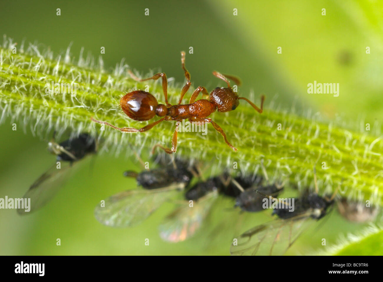 Fourmi Myrmica tendant à pucerons. Le lait qu'ils ces pucerons, le miellat est très riche en sucre. Banque D'Images
