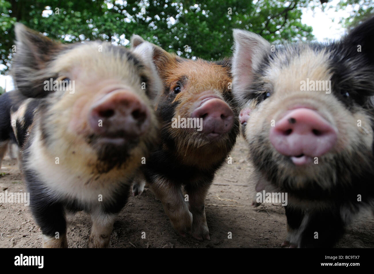 Kune Kune porcelets dans une ferme de Cornouailles Banque D'Images