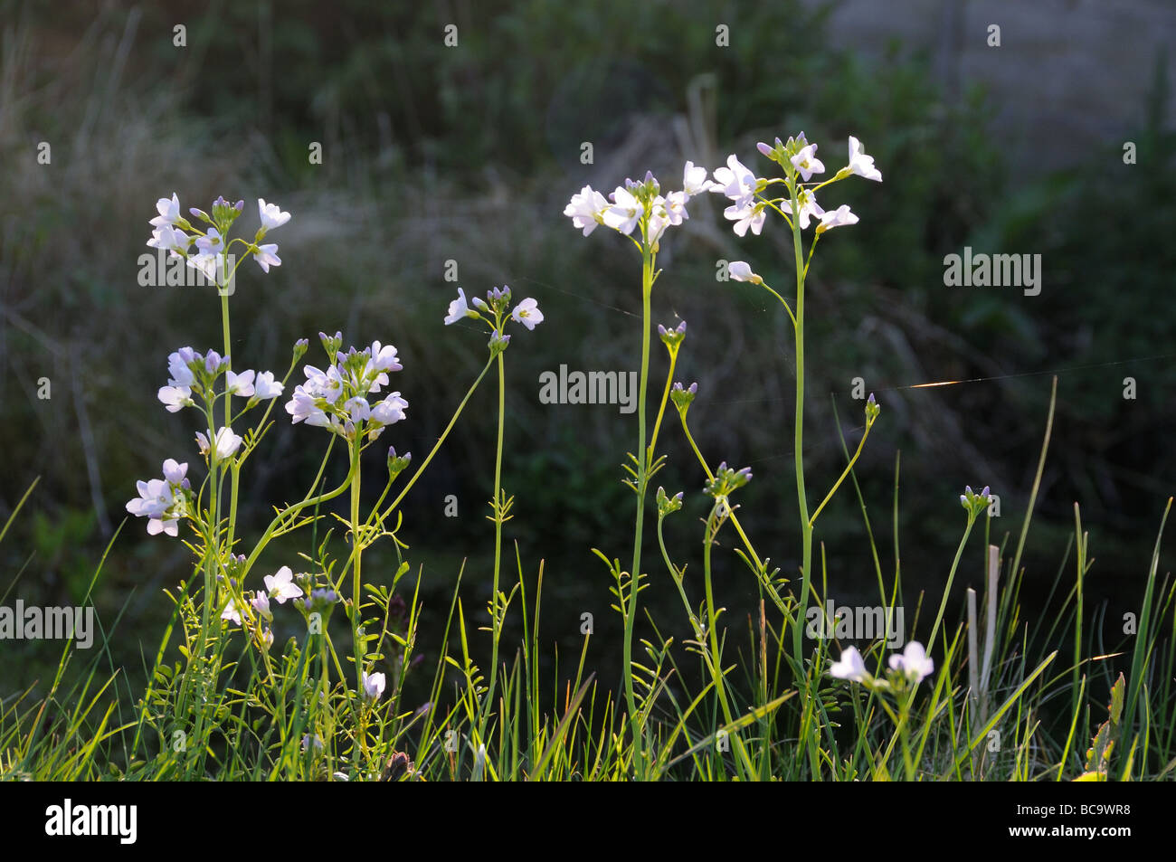 Lady s Smock ou CuckooFlower cardamine pratensis en fleurs de plus en plus de faune de jardin Uk Avril Banque D'Images