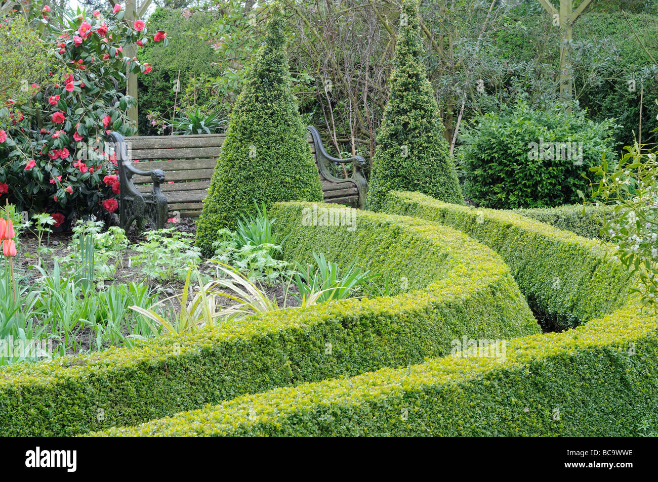 Sentier menant au chemin de jardin bordé de boîte de dialogue dans une couverture jardin printemps Avril UK Banque D'Images