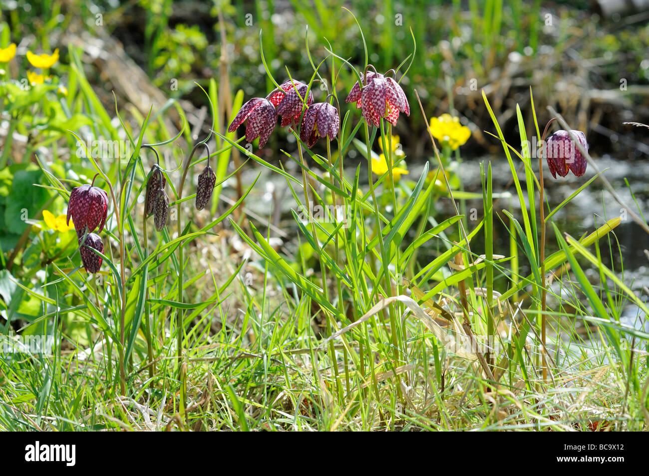 Tête de serpents fritillary par étang de jardin Banque D'Images