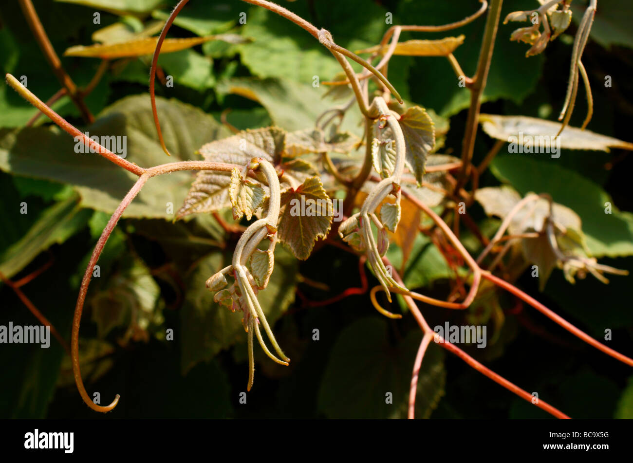 Réducteur de curling torsion bush avec d'autres. Banque D'Images