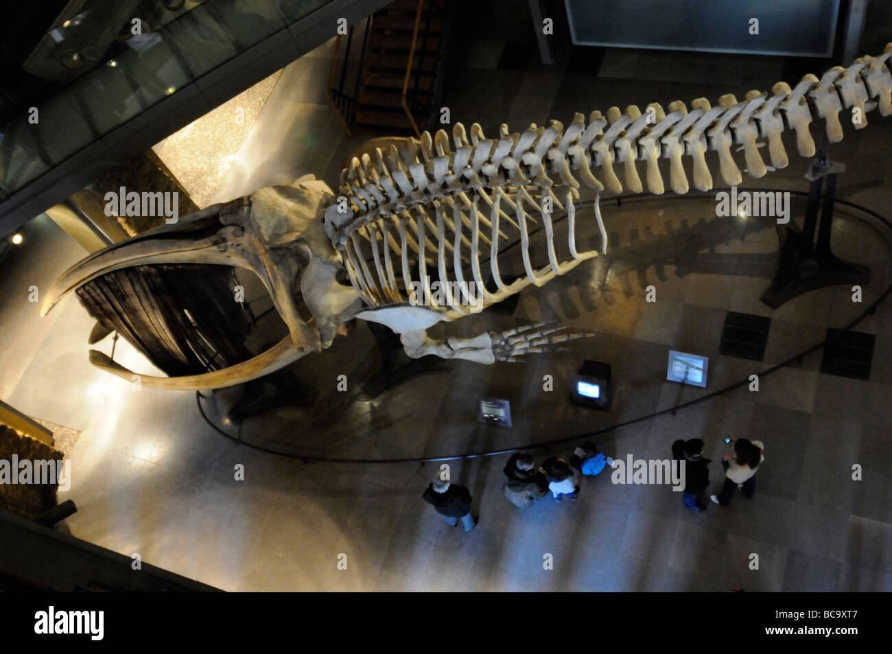 Squelette d'une baleine dans la grande galerie de l'évolution dans le musée national de l'histoire nationale à Paris, France Banque D'Images