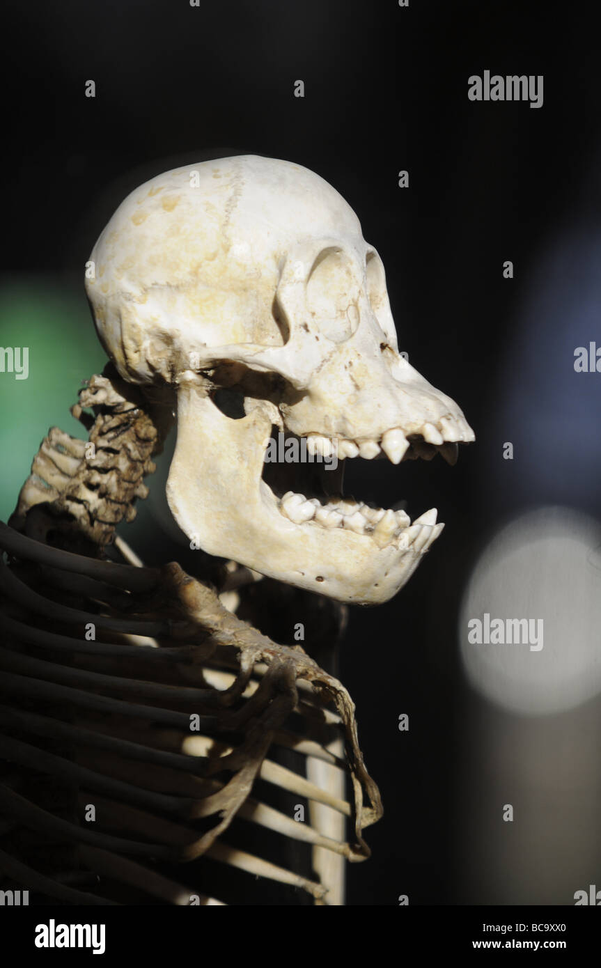 Crânes de primates exposés dans la grande galerie de l'évolution au musée de l'histoire nationale à Paris, France. Banque D'Images