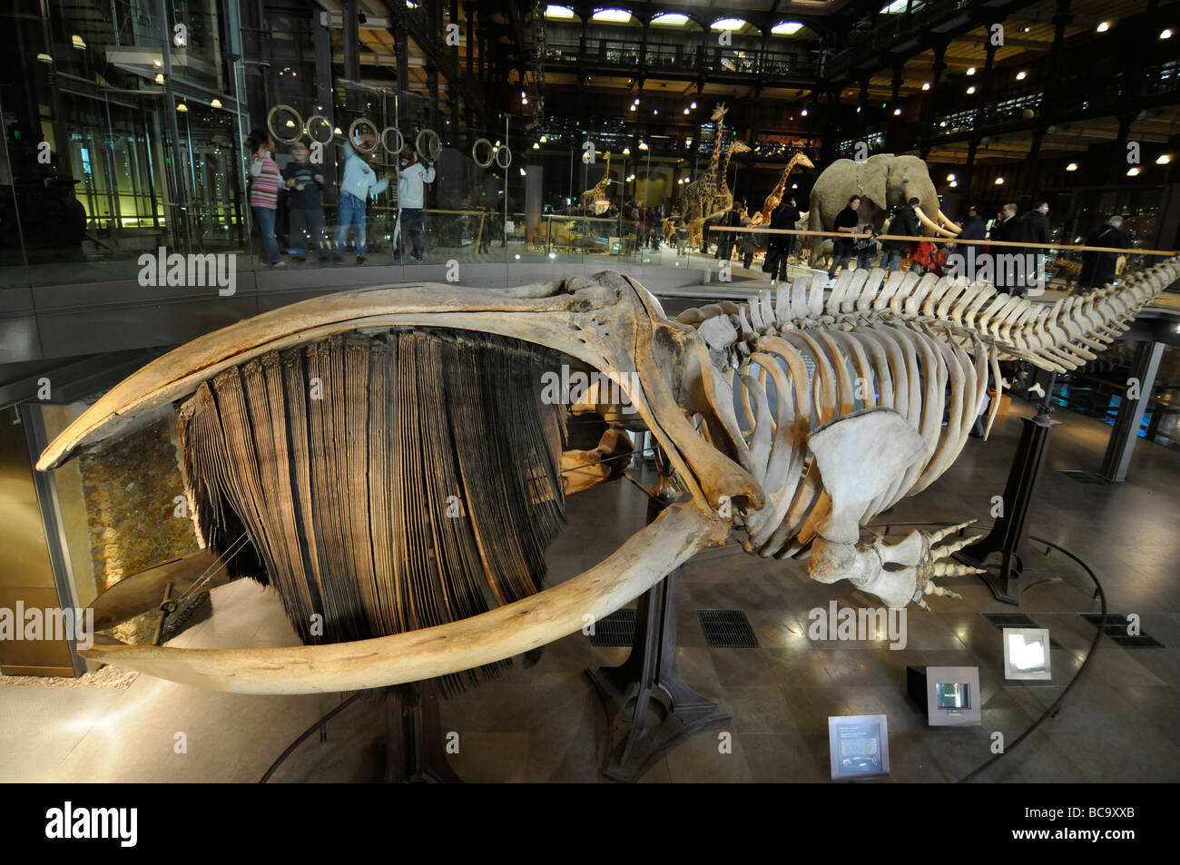Squelette d'une baleine dans la grande galerie de l'évolution dans le musée national de l'histoire nationale à Paris, France Banque D'Images