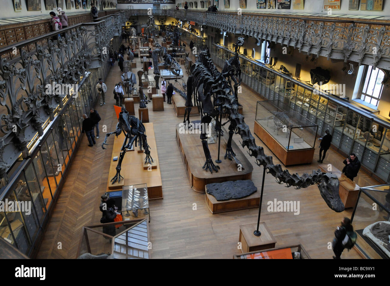 Squelette d'un tyrannosaurus rex, dinosaure le plus dangereux, dans le musée de l'histoire nationale à Paris, France. Banque D'Images