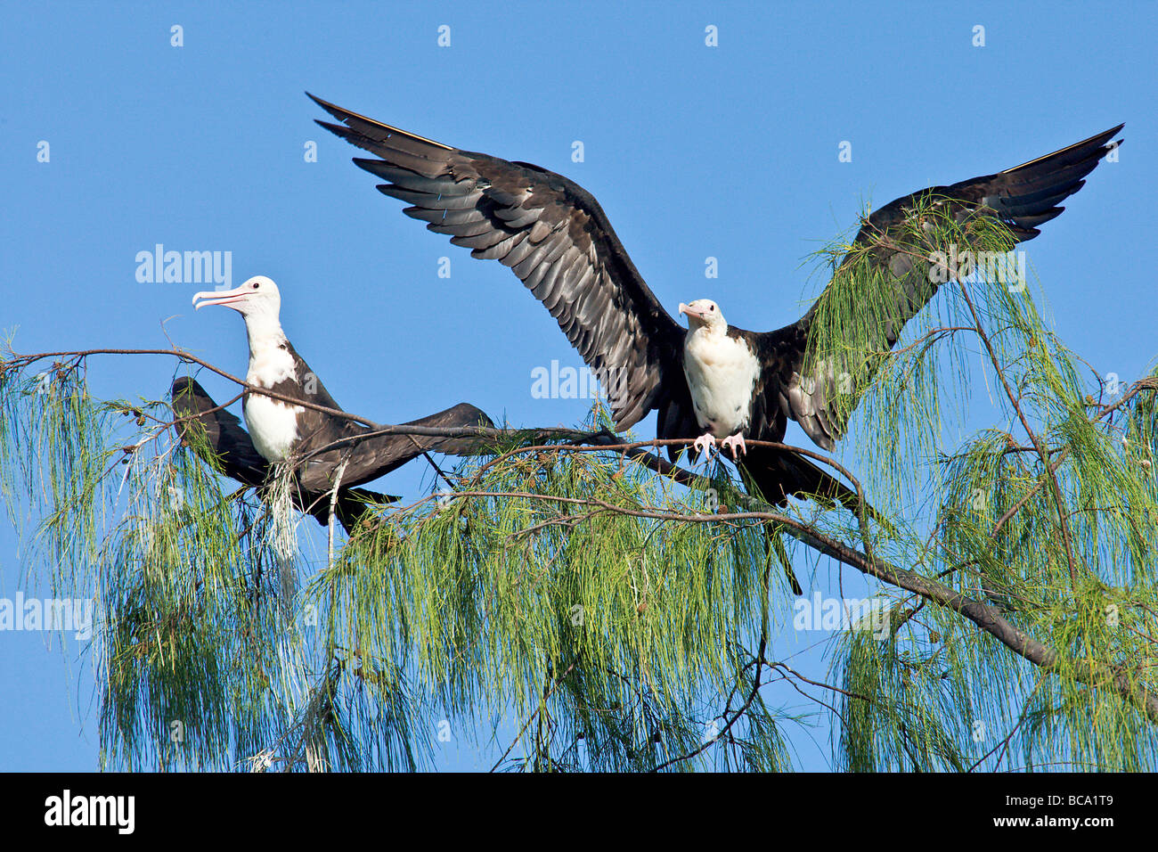 Frigatebirds immatures dans l'arbre Banque D'Images