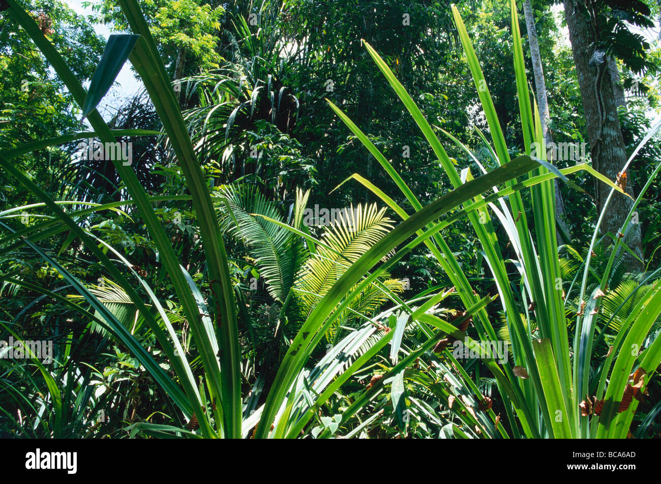 Les feuilles de palmier dans une forêt tropicale, les îles Andaman, en Inde Banque D'Images Les feuilles de palmier dans une forêt tropicale, les îles Andaman, en Inde Banque D'Images
