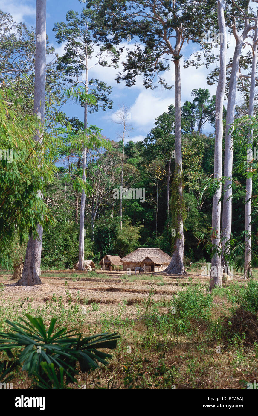 Une maison au milieu d'une forêt tropicale, les îles Andaman, en Inde du Nord Banque D'Images
