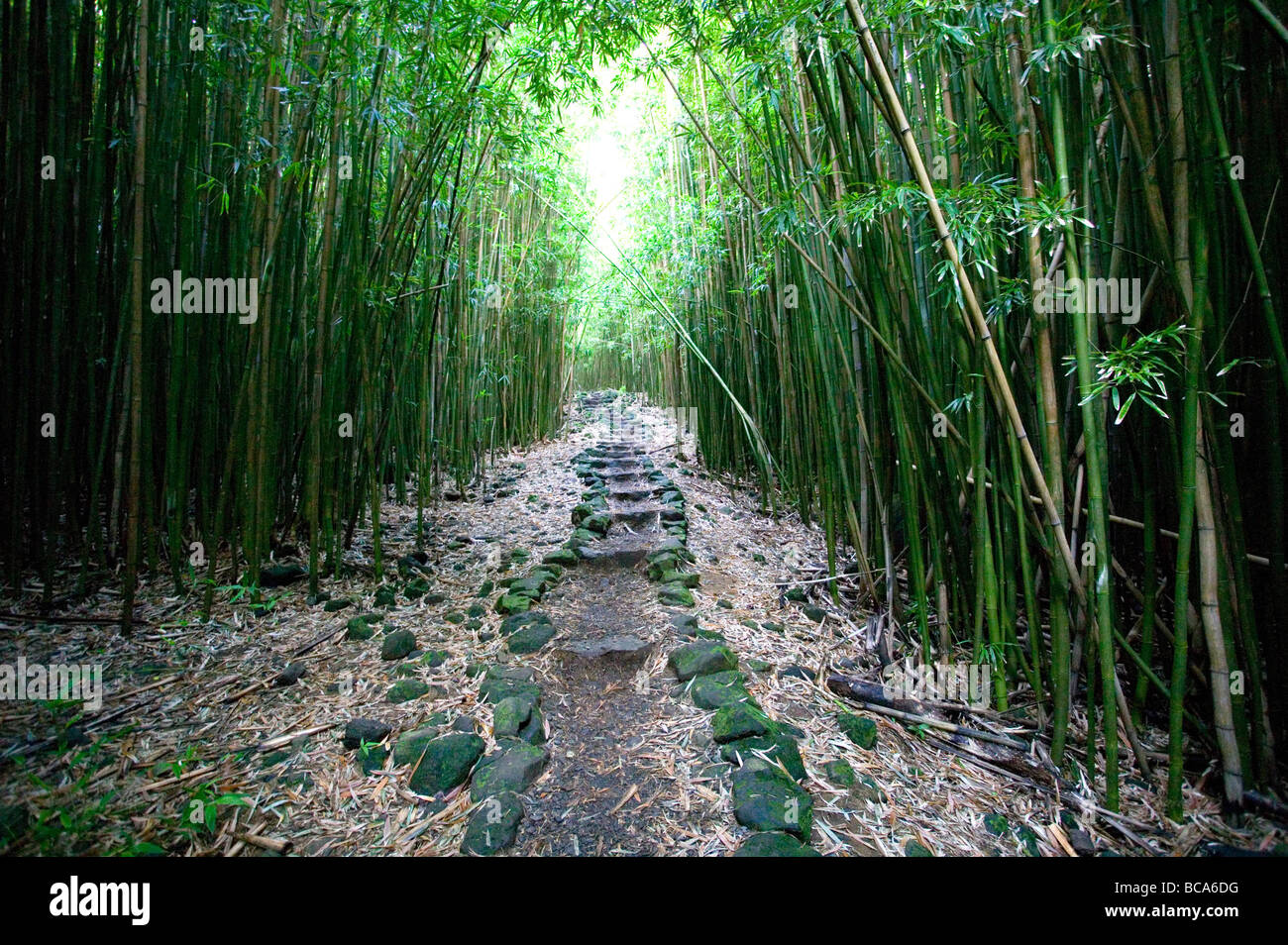 USA, Hawaii, Maui, Hana, bambou, bamboo forest, Pipiwai trail, chemin, route, de pierre, de la nature, piscine Banque D'Images