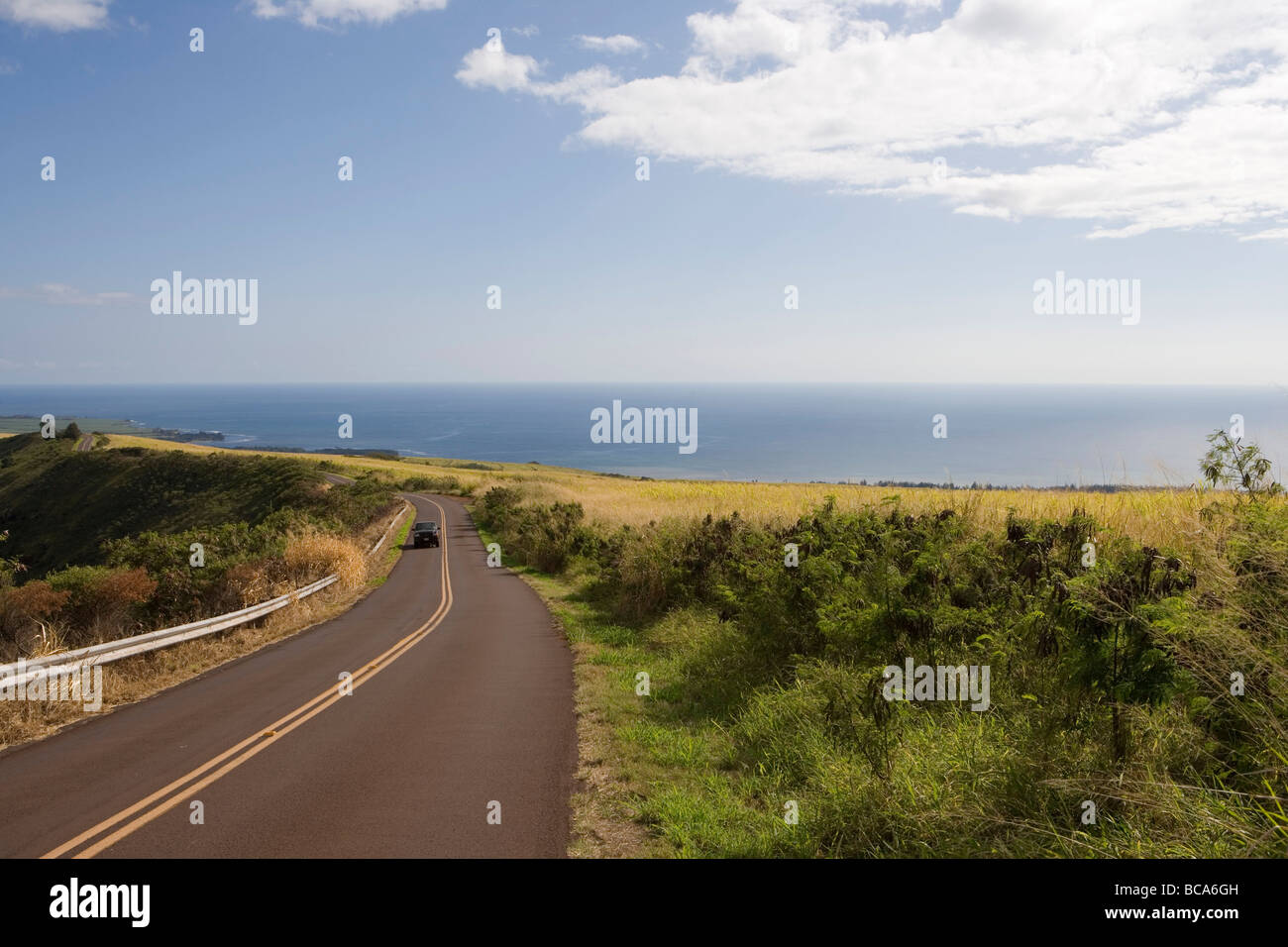 Route à travers les champs de canne à sucre, Waimea Canyon Drive, près de Waimea, Kauai, Hawaii, USA Banque D'Images